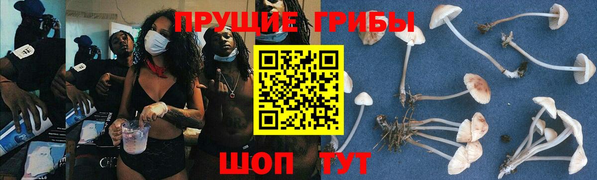 Ижевск  Псилоцибиновые грибы GOLDEN TEACHER  Вход с VPN 